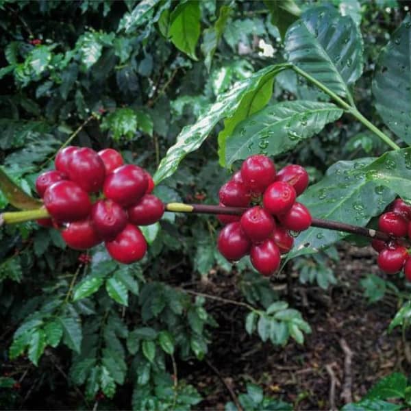 Ethiopia single origine koffie
